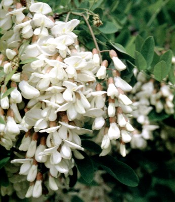 Flowers and leaflets Flowers and leaflets.