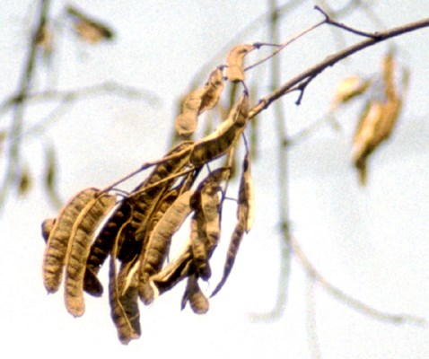 Seed pods Seed pods of R. pseudoacacia.
