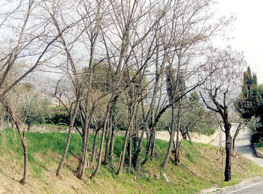 Coppice trees of robinia Trees issuing from coppice stumps, planted along a road embankment. Tree age approx. 10 years, height 7 m, d.b.h. 12 cm. Location: Perugia, central Italy.