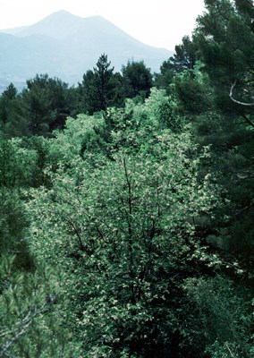 Adult tree in summer A medium-sized tree in full bloom. Location: Haute Provence, southern France.