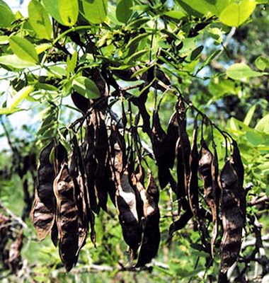 Fruits R. pseudoacacia, ripe seed pods.