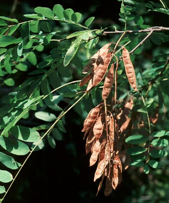 Pods and foliage Ripe seed pods; foliage also visible.