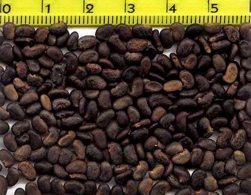 Seeds Seeds.