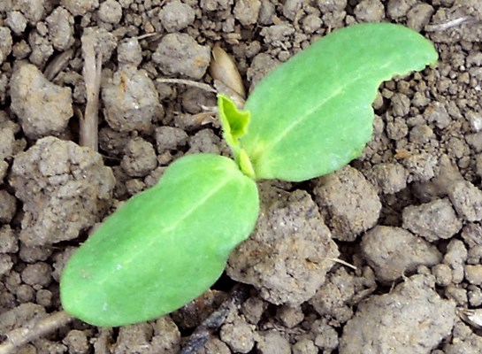 Seedling Oneseed burr cucumber (Sicyos angulatus); cotyledon stage