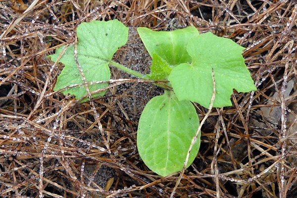 Juvenile stage Oneseed burr cucumber (Sicyos angulatus); immature plant.