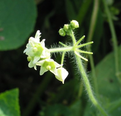 Flower Oneseed burr cucumber (Sicyos angulatus); open flowers and buds on stem.