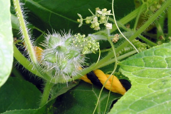 Fruit Oneseed burr cucumber (Sicyos angulatus); developing fruits.
