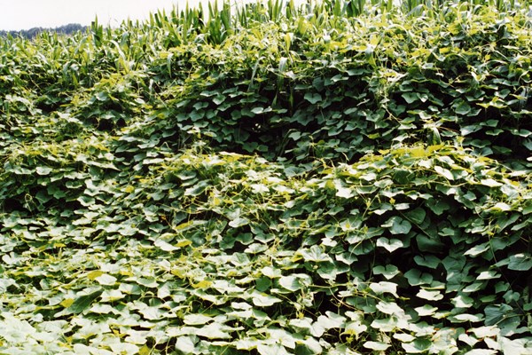 Invasive habit Oneseed burr cucumber (Sicyos angulatus); infested maize field.