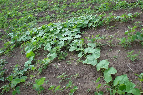 Invasive habit Oneseed burr cucumber (Sicyos angulatus); infested soybean field.