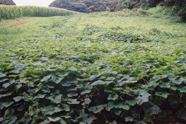 Invasive habit Oneseed burr cucumber (Sicyos angulatus); abandoned field infested.