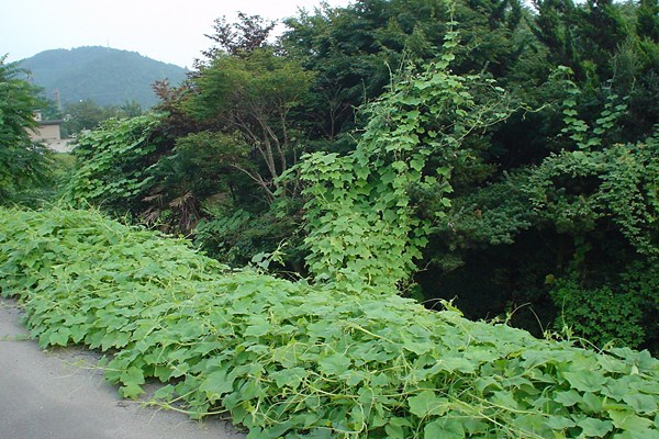 Invasive habit Oneseed burr cucumber (Sicyos angulatus) climbing trees adjacent to a roadside.