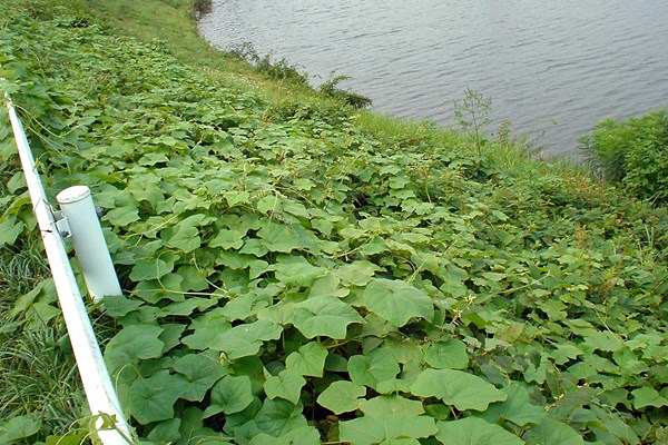 Invasive habit Oneseed burr cucumber (Sicyos angulatus); riverside population showing invasive nature.