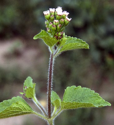 Flowering shoot A. conyzoides is an erect, branching, annual herb with shallow, fibrous roots. The branched, terminal or axillary inflorescence bears 4-18 flower heads arranged in showy, flat-topped clusters.