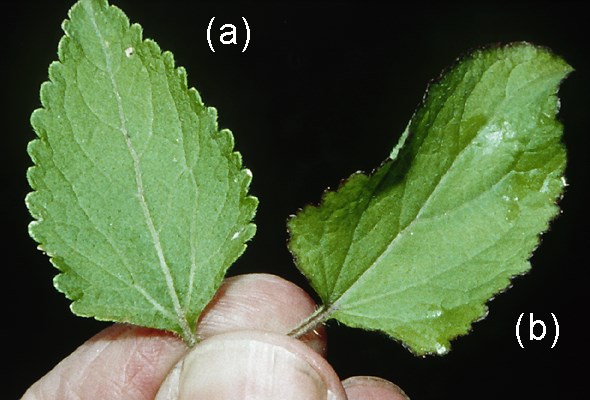 Leaves Leaves of Ageratum conyzoides (a) and A. houstonianum (b).|Leaves of Ageratum conyzoides (a) and A. houstonianum (b). The leaves of A. conyzoides are opposite, 20-100 mm long, 5-50 mm wide, on hairy petioles 5-75 mm long, broadly ovate, with a rounded or narrowed acute base and an acute or obtuse or sometimes acuminate tip and toothed margins.