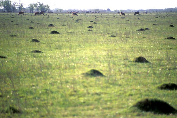 Ant mounds Solenopsis invicta (red imported fire ant); pasture with ant nests or mounds. Texas, USA.