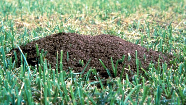 Ant mound Solenopsis invicta (red imported fire ant); mound in turfgrass.