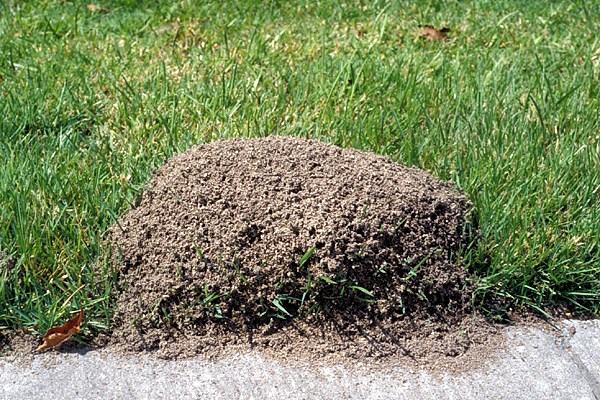 Ant mound Solenopsis invicta (red imported fire ant); mound next to footpath.