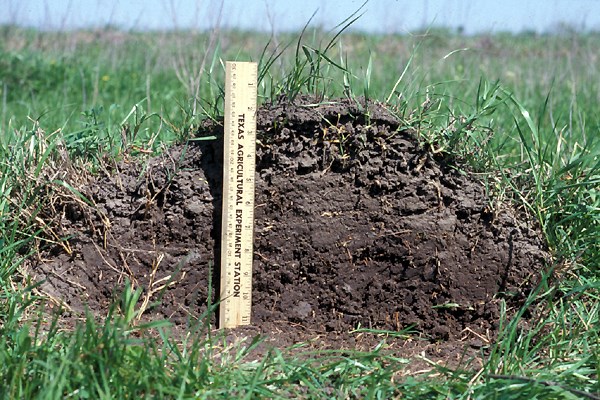 Cross section of ant mound Solenopsis invicta (red imported fire ant); mound in pasture, showing cross-section. Note scale.