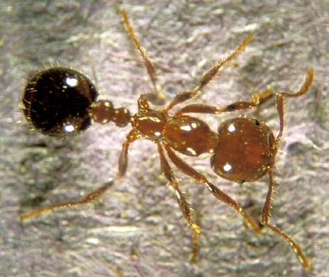 Worker caste Solenopsis invicta (red imported fire ant); close-up of worker ant.