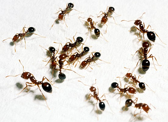 Worker caste Solenopsis invicta (red imported fire ant); worker ants in laboratory colony.