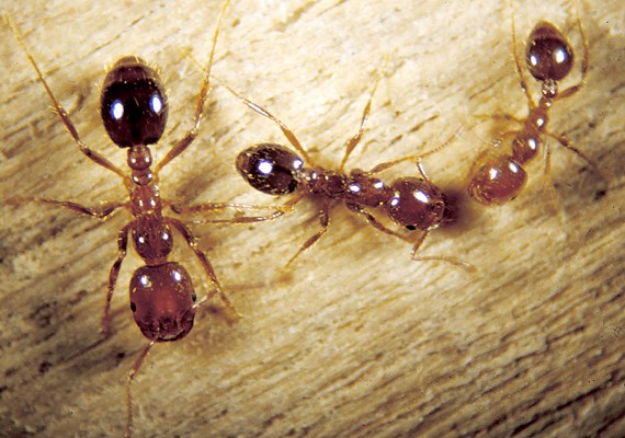 Worker caste size variability Solenopsis invicta (red imported fire ant); worker ants, showing size variability.