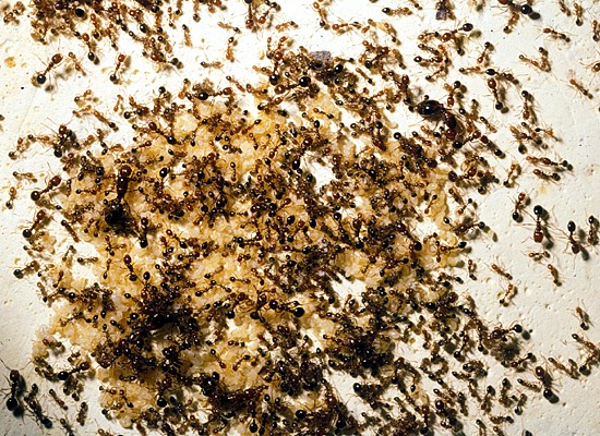Polygyne colony Solenopsis invicta (red imported fire ant); laboratory multiple queen or polygyne colony showing brood (larvae, pupae), worker ants and several queens (large wingless ants).