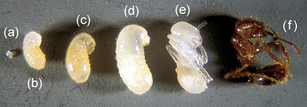 Life stages Solenopsis invicta (red imported fire ant); development of worker ant from eggs (a) larval stages or instars (b-d), pupa (e), and adult (f).