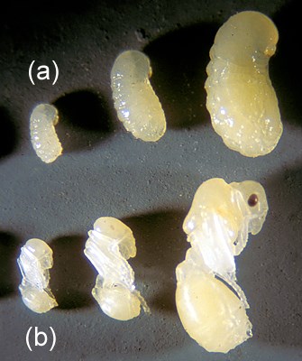 Larvae and pupae Solenopsis invicta (red imported fire ant); larvae (row a) and winged sexual pupae (row b).