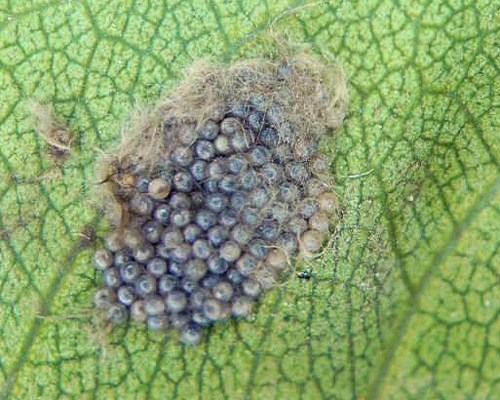 Ova S. littoralis egg mass on leaf of Rosa spp. from Kenya.