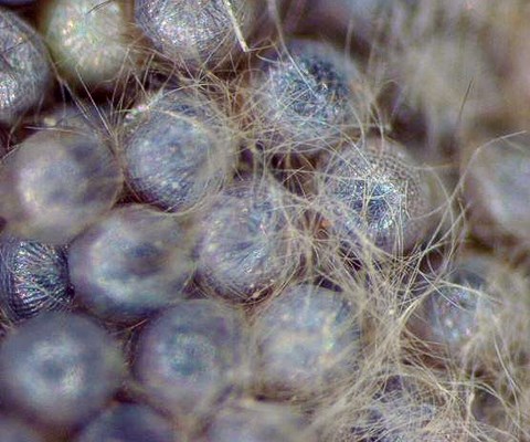Ova Close-up of S. littoralis egg mass on leaf of Rosa spp. from Kenya.