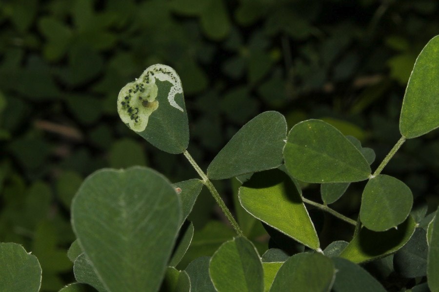 Inflorescence Arthraxon hispidus (small carpetgrass, joint-head grass); flower(s), inflorescence. USA
