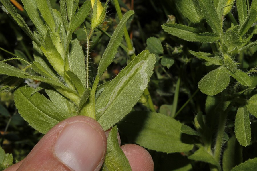 Leaves and stem Arthraxon hispidus (small carpetgrass, joint-head grass); close-up of leaves and stem. USA