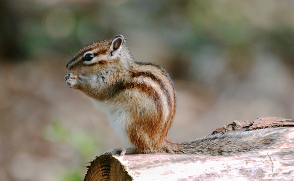 Adult Adult Siberian Chipmunk. Forest of Sénart, France