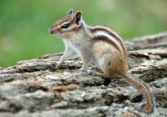 Adult Adult Siberian Chipmunk on fallen tree. Forest of Sénart, France.