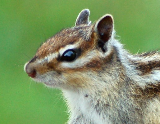 Adult Close-up of head; adult Siberian Chipmunk on fallen tree. Forest of Sénart, France.