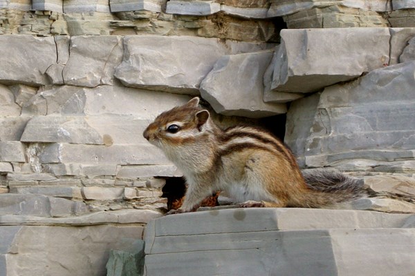 Adult Adult Siberian Chipmunk. Yakutia, Ust-Mayskiy District, Maya River.