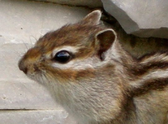 Adult Close- up of head; adult Siberian Chipmunk, Yakutia, Ust-Mayskiy District, Maya River