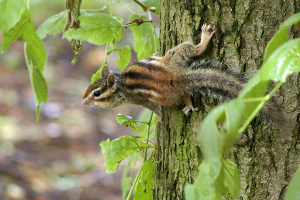 Adult Adult Siberian Chipmunk climbing tree-trunk. Forest of Meudon, France.