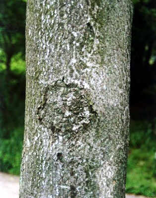 Bark Ailanthus altissima: lower trunk and bark