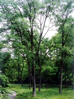 Tree habit