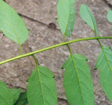 Leaves Ailanthus altissima: leaves and leaf glands