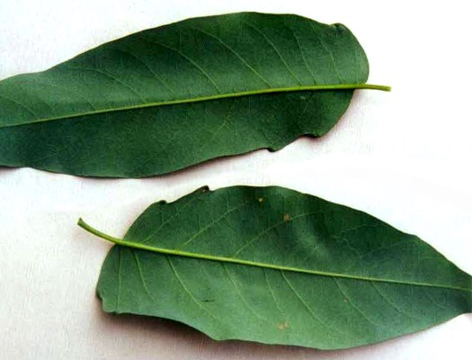 Leaves Ailanthus altissima: leaves and leaf glands