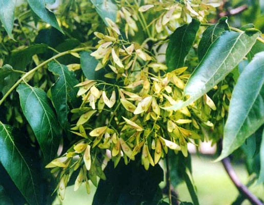 Fruits Ailanthus altissima: immature fruits (samaras)