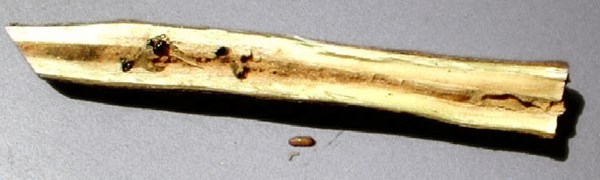 Symptoms Euwallacea fornicatus (tea shot-hole borer); damage in a tea branch showing beetle in a gallery.