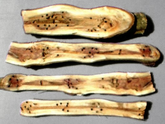 Symptoms Euwallacea fornicatus (tea shot-hole borer); damage in tea branches showing galleries made by larval boring.