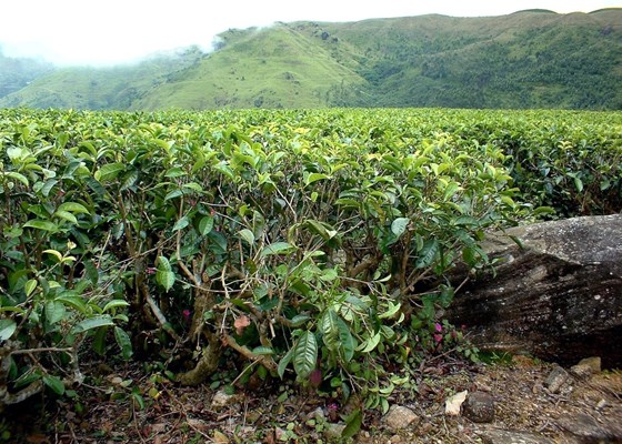 Symptoms Euwallacea fornicatus (tea shot-hole borer); damage in tea bushes showing broken branches due to larval boring.