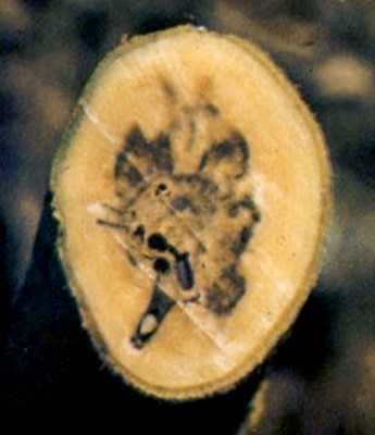 Symptoms Euwallacea fornicatus (tea shot-hole borer); damage in a tea stump showing galleries made by larval boring.