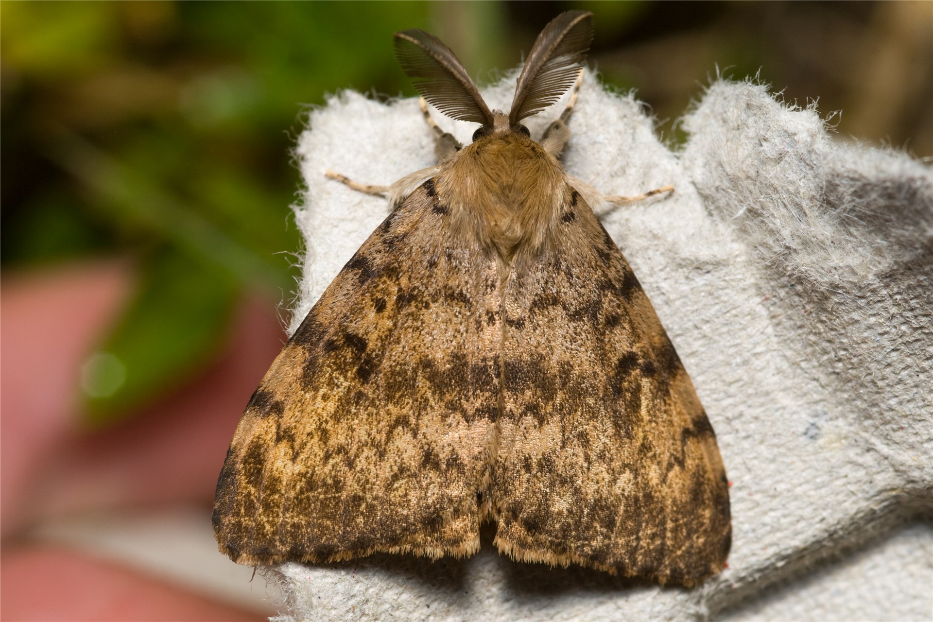 Adult female, upperside Erionota thrax (palm redeye, banana skipper, banana leafroller); adult female, upperside.