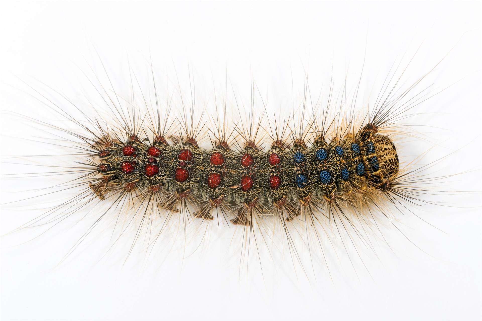 Adult female, underside Erionota thrax (palm redeye, banana skipper, banana leafroller); adult female, underside.