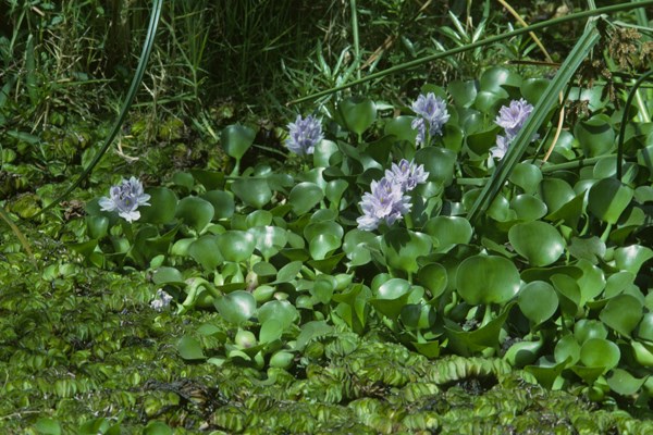 Habit Water hyacinth flowering - note presence of Salvinia auriculata in lower part of image.